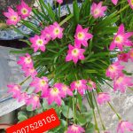 Ảnh 8 của BÁN NHÀ 2 TẦNG ĐỘC LẬP NGÕ 161 PHƯƠNG LƯU - VẠN MỸ