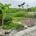 Ảnh 1 của BÁN LÔ ĐẤT ĐẸP TẠI GIANG KHẨU - ĐẠI THẮNG - TIÊN LÃNG