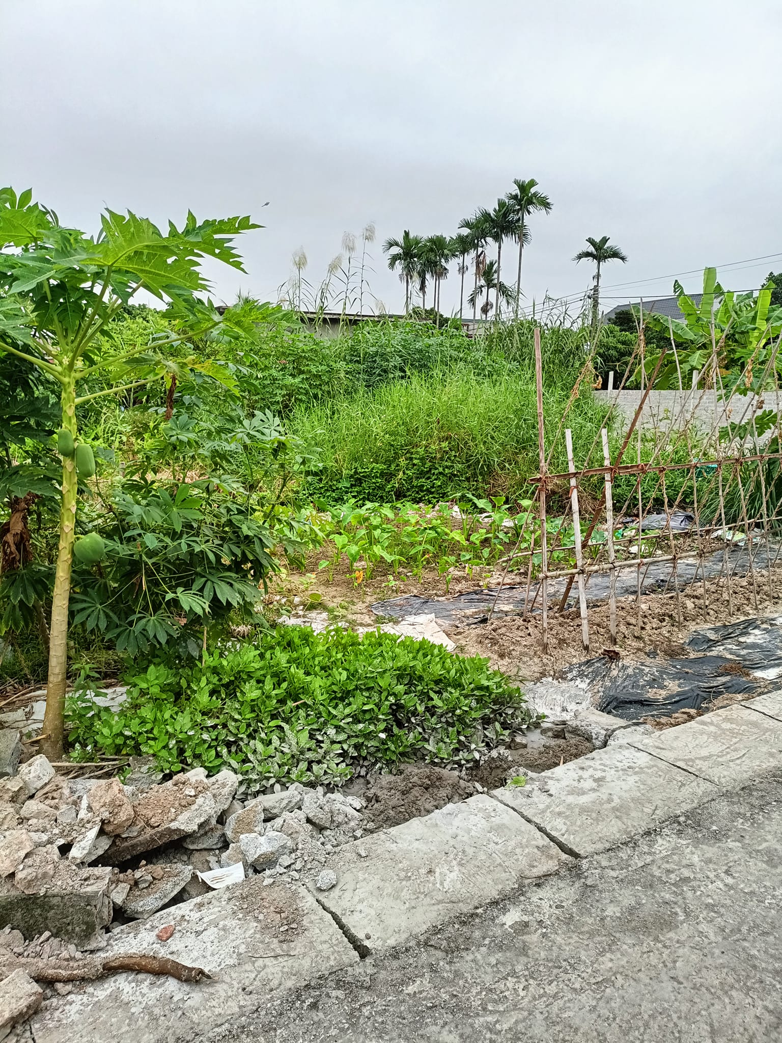 BÁN LÔ ĐẤT ĐẸP TẠI GIANG KHẨU - ĐẠI THẮNG - TIÊN LÃNG