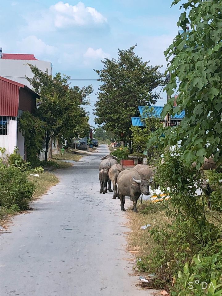 100M2 ĐẤT CHUNG CƯ TẠI KINH GIAO, TÂN TIẾN, AN DƯƠNG, PHÙ HỢP ĐỂ Ở HOẶC KINH DOANH NHÀ NGHỈ